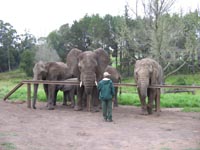 elephants_behind_bar.jpg